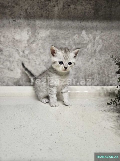 Yeniyetme pişikler şınşıla parodası — 300 ₼ · Bakı · Pişiklər Yeniyetme pişikler şınşıla parodası — Bakı