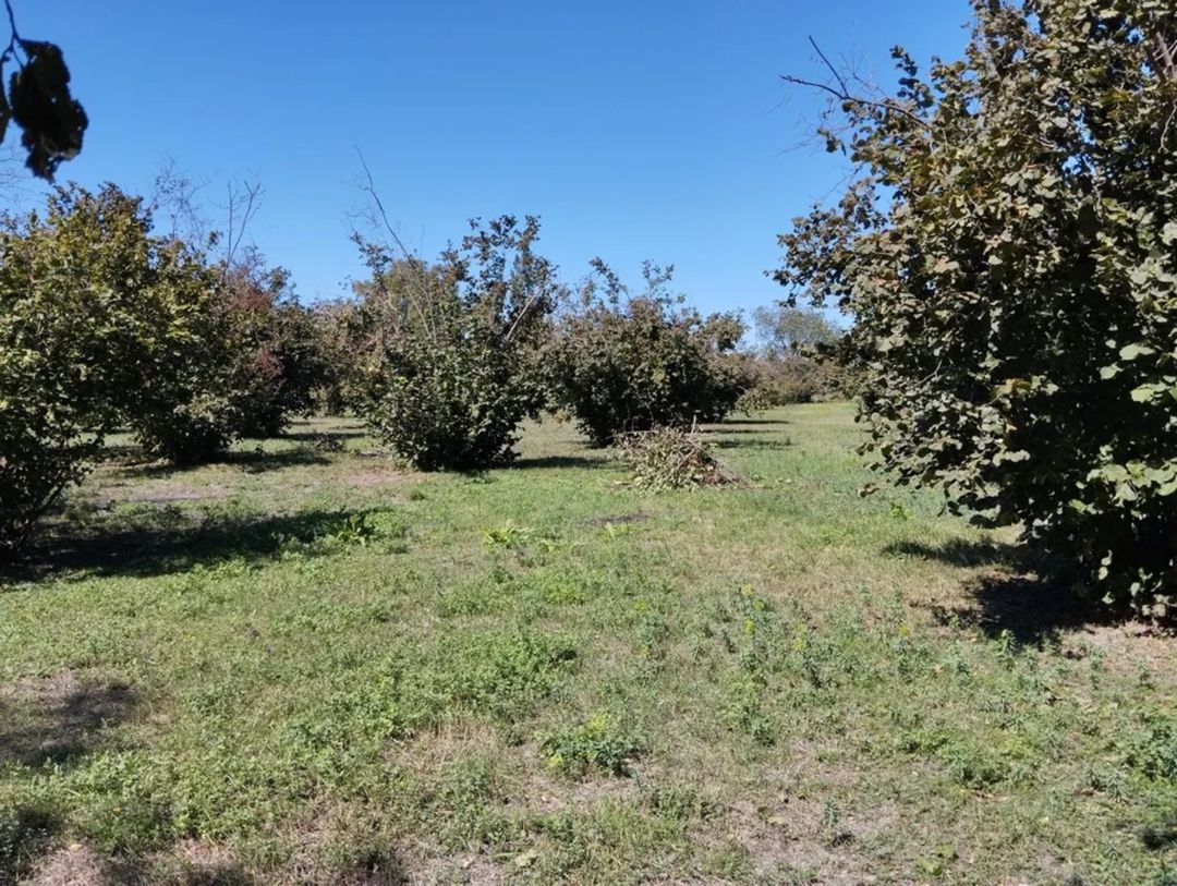 Satılır torpaq 70 sot — Torpaq, Qəbələ (3)