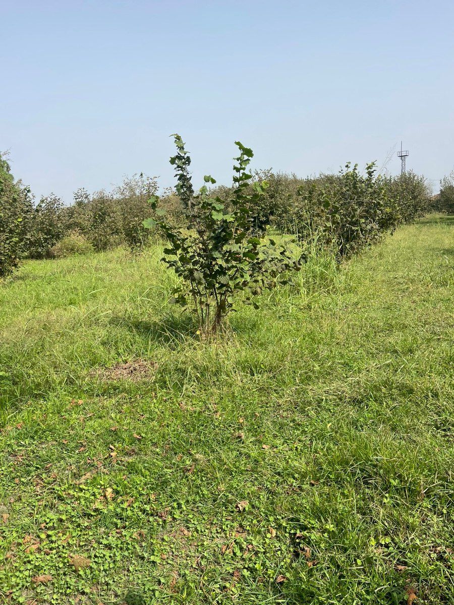 29 sot torpaq sahəsi, Zaqatala r — Torpaq, Zaqatala (12)