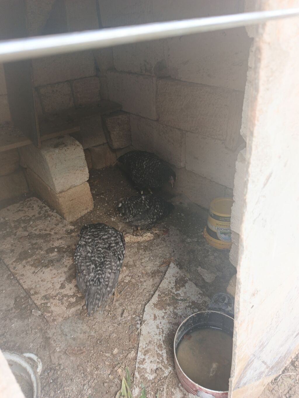 Toyuq, Damazlıq, Pulsuz çatdırılma — Toyuq və xoruz, Xırdalan (6)