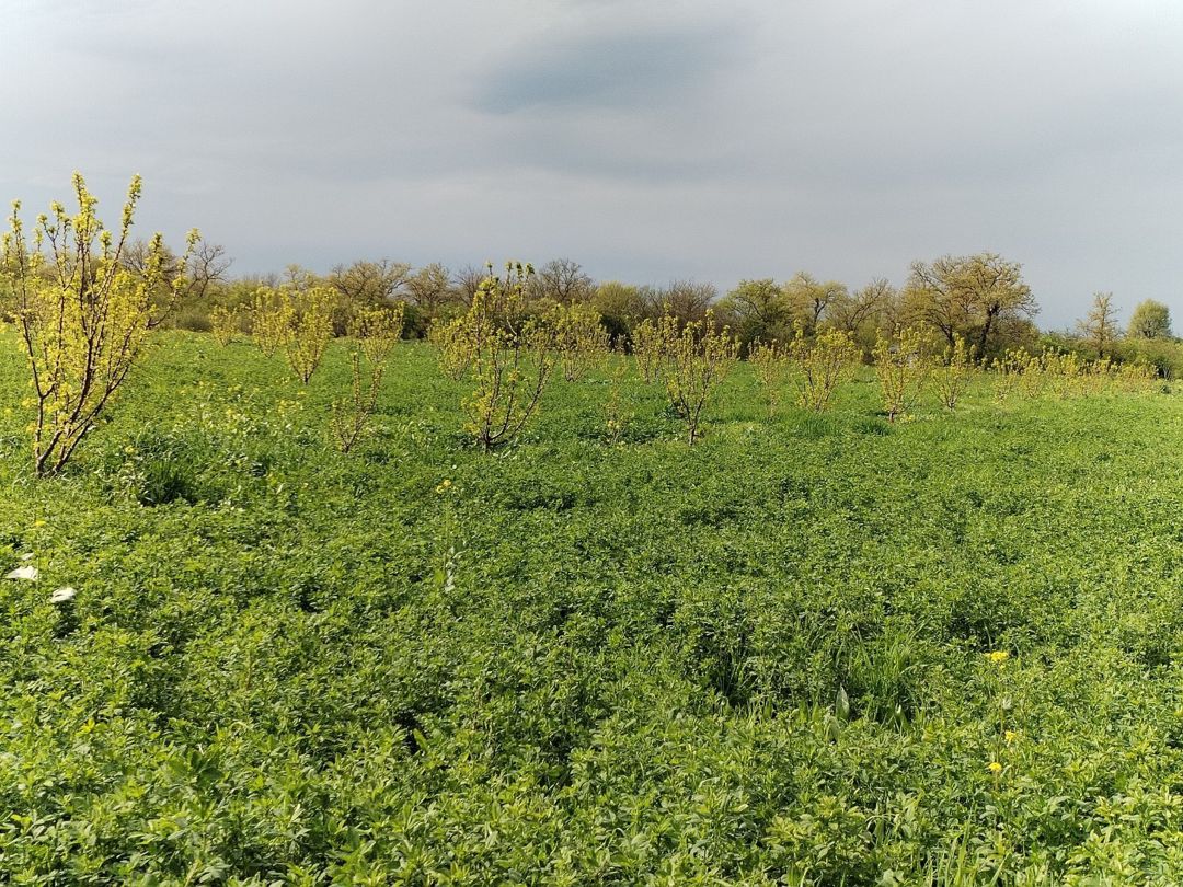 2.67 sot torpaq sahəsi, Qax r — Torpaq, Qax (5)