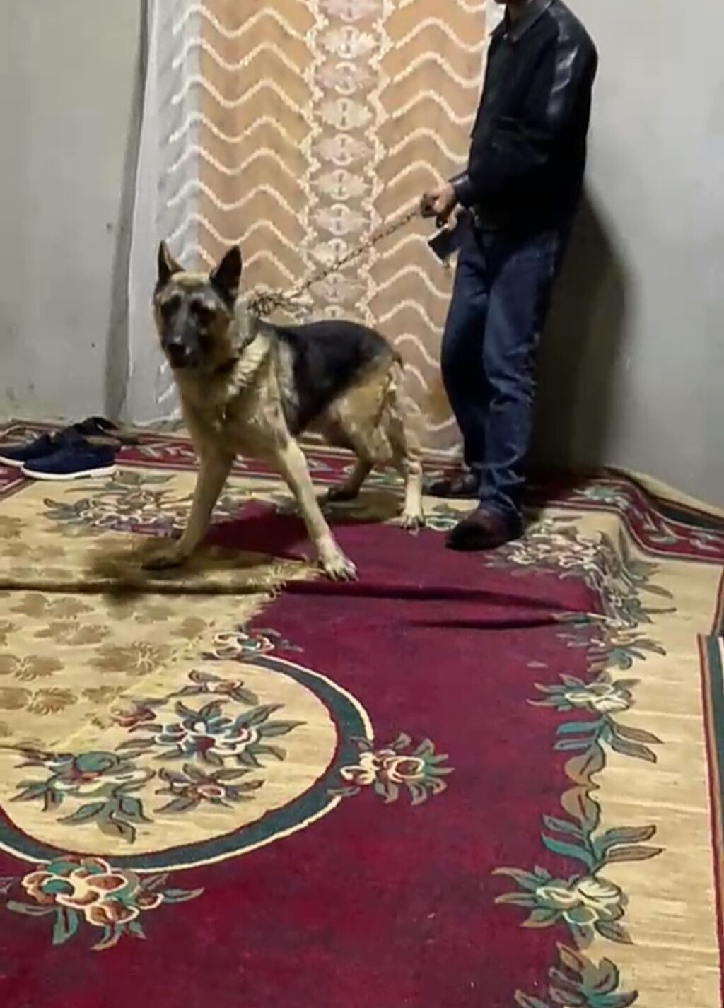 Alman çoban iti — Köpəklər, Gəncə (3)