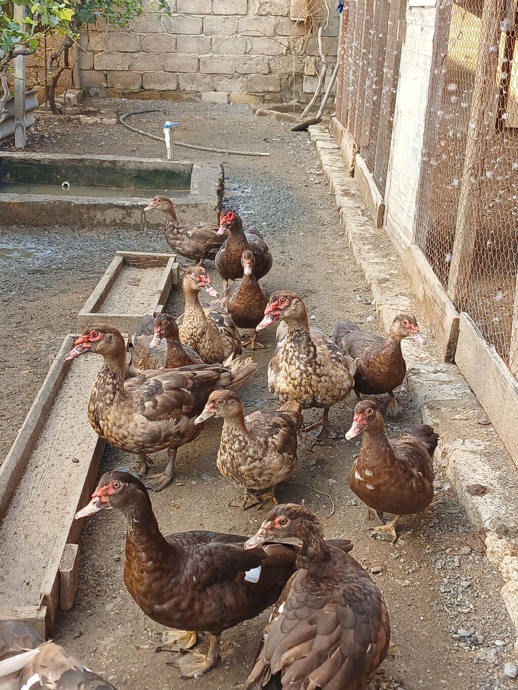 Krasnadar Lal ördəklər satilir təmiz sortdur qiymət öldürməyə calisma — Digərləri, Digah (2)