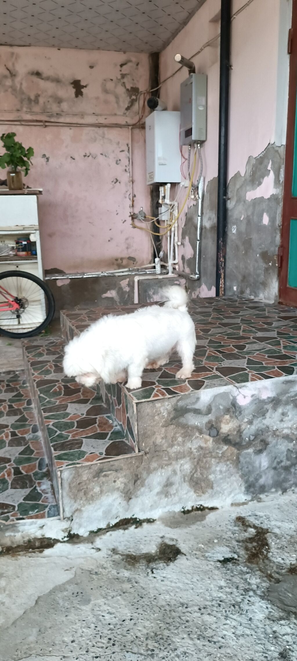 Bolonka — Köpəklər, Bakı (6)