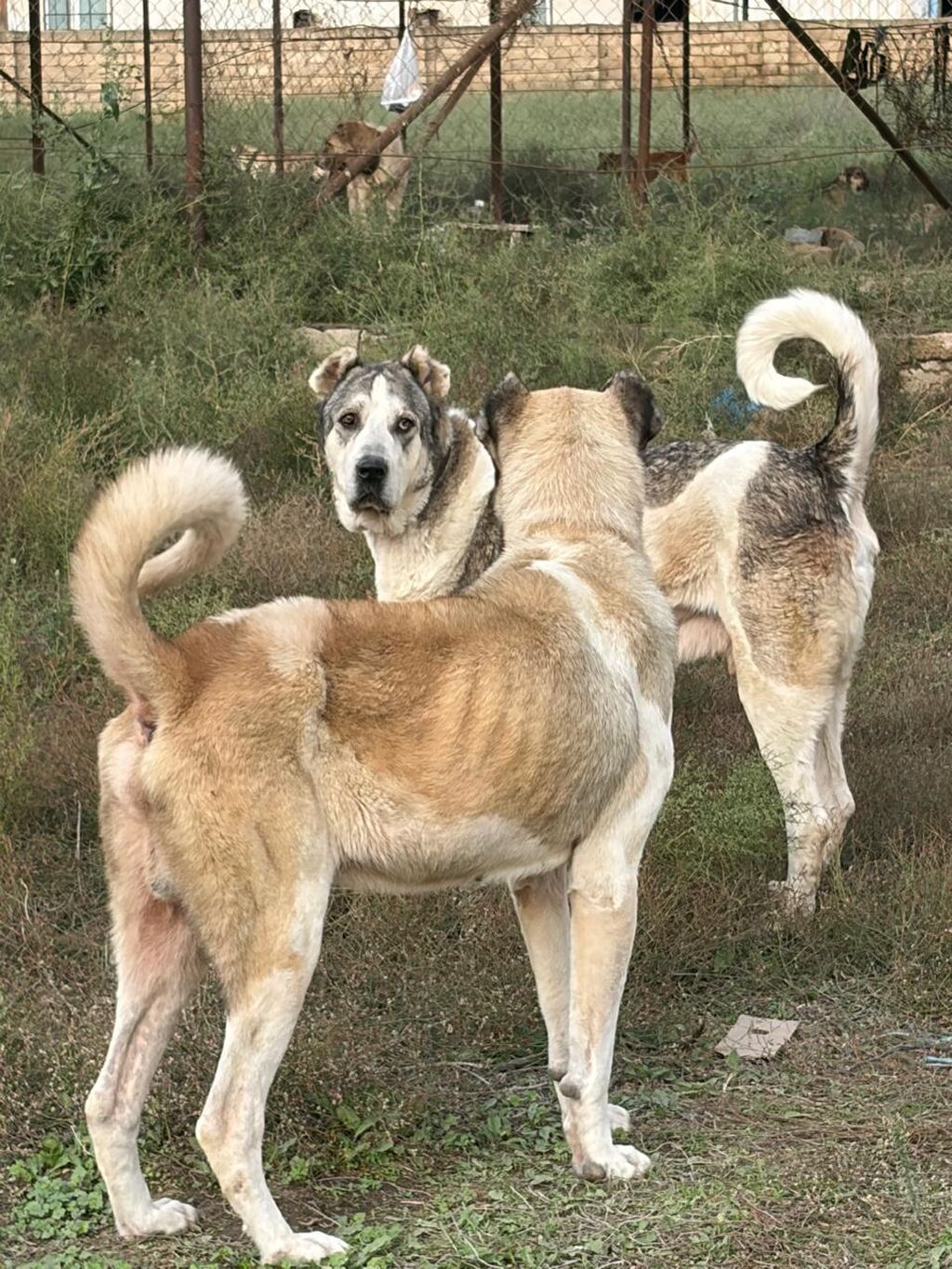 Qurdbasar, 3 il, Erkək, Peyvəndli, Rayonlara çatdırılma — Köpəklər, Mehdiabad (6)