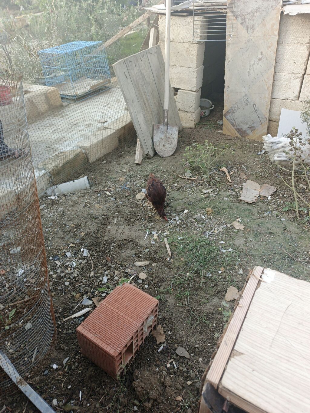 Toyuq, Damazlıq, Pulsuz çatdırılma — Toyuq və xoruz, Xırdalan (2)
