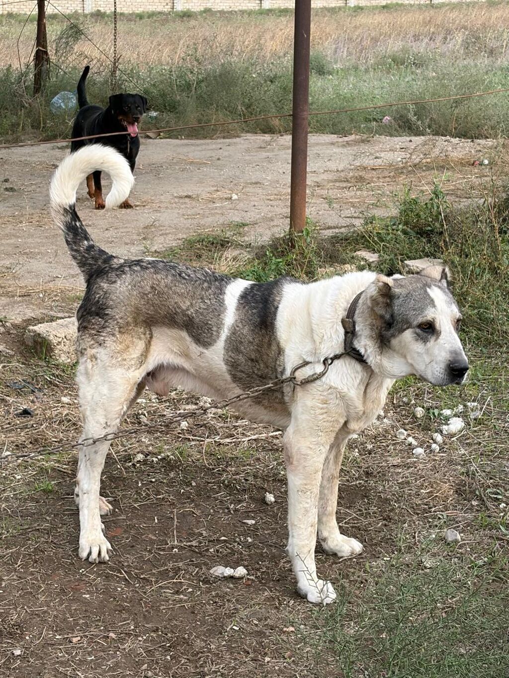 Qurdbasar, 3 il, Erkək, Peyvəndli, Rayonlara çatdırılma — Köpəklər, Mehdiabad (3)