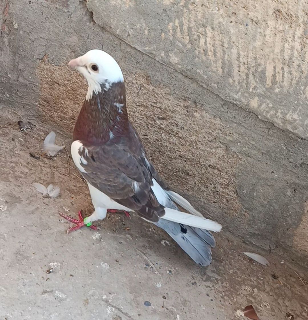 Göyərçin — Quşlar, Sabirabad (2)