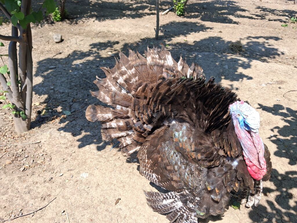 Məhsul: Hind quşu (hindtoyuğu) - Növ: Ev quşu, hind quşu (erkək — Digərləri, Gəncə (2)