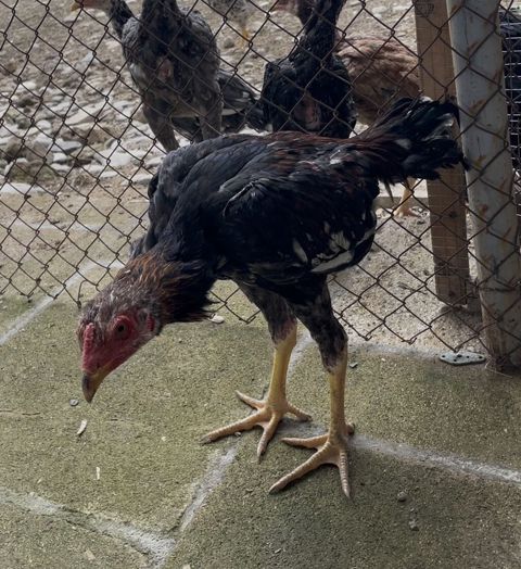 Xoruz, il: <1 — 150 ₼ · Şamaxı · Toyuq və xoruz Xoruz, il: <1 — Şamaxı