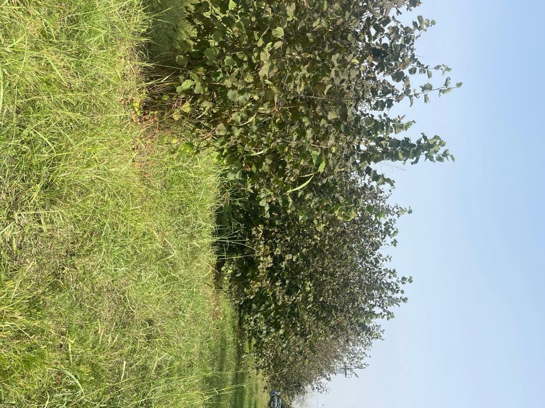 29 sot torpaq sahəsi, Zaqatala r — Torpaq, Zaqatala (2)