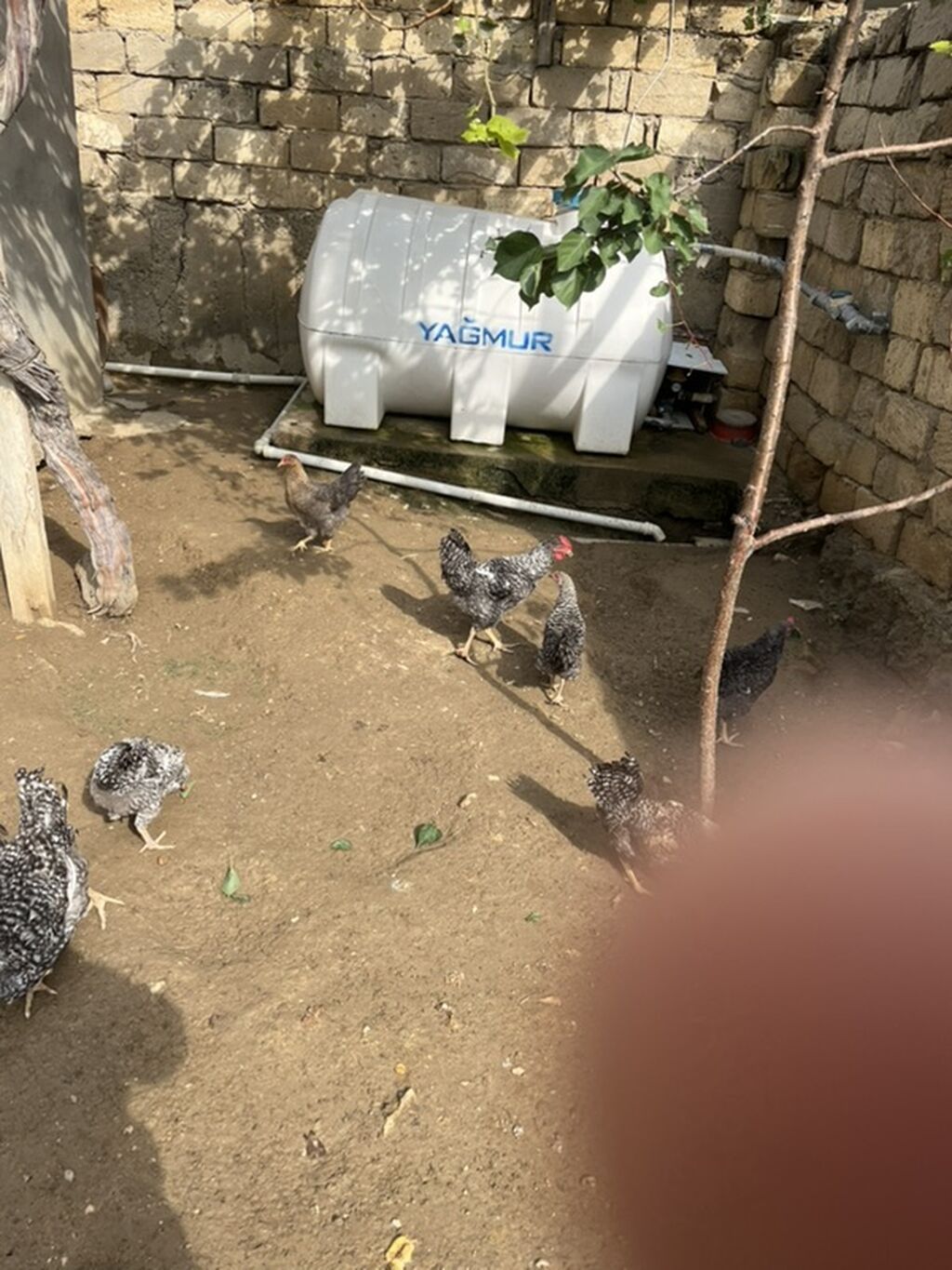 Toyuq, Yumurtalıq — Toyuq və xoruz, Bakı (4)