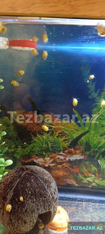 İlbiz ампулярия) — Akvariumlar və balıqlar, Bakı (3)