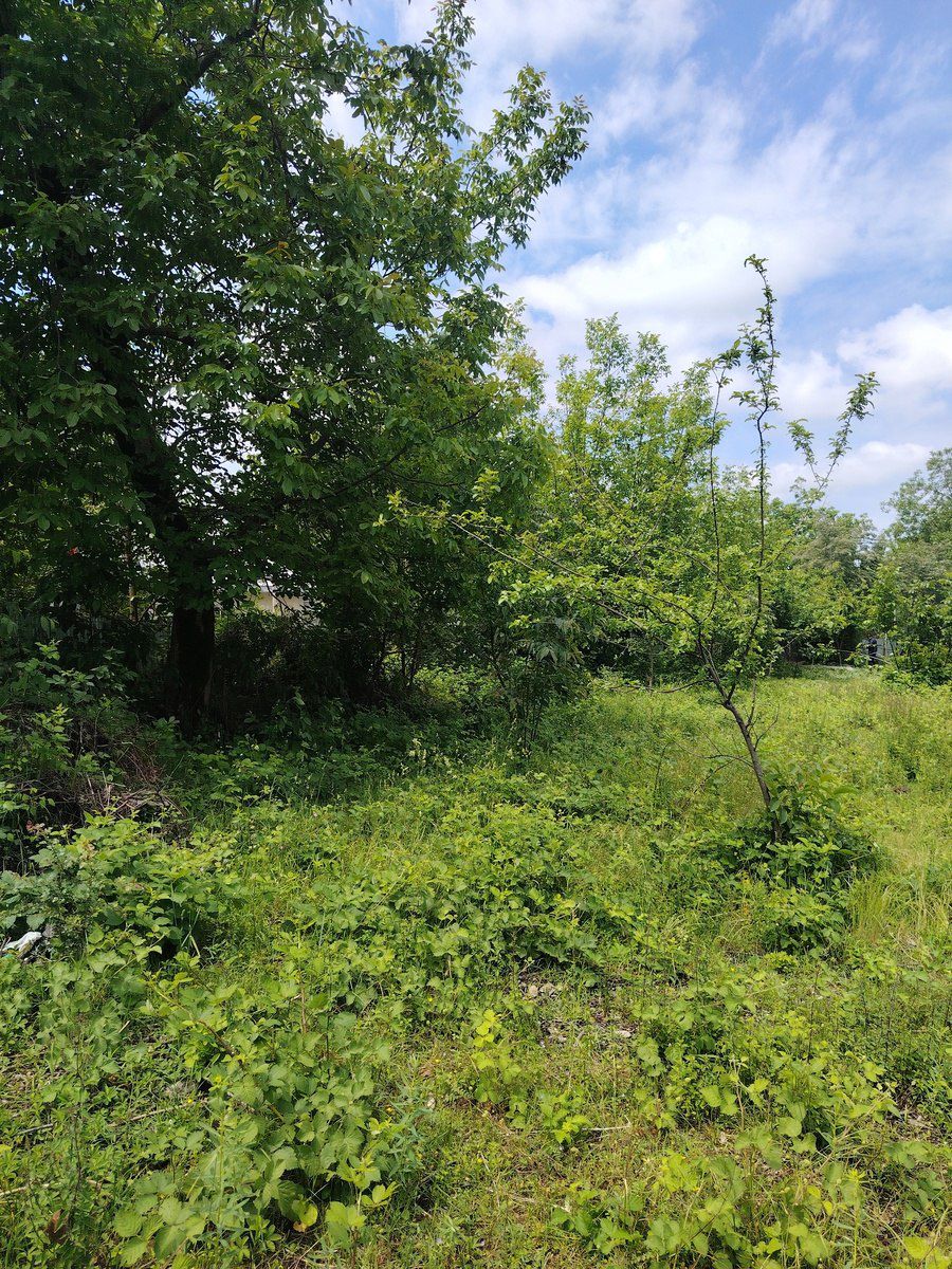 Satılır torpaq 20 sot — Torpaq, Qəbələ (8)