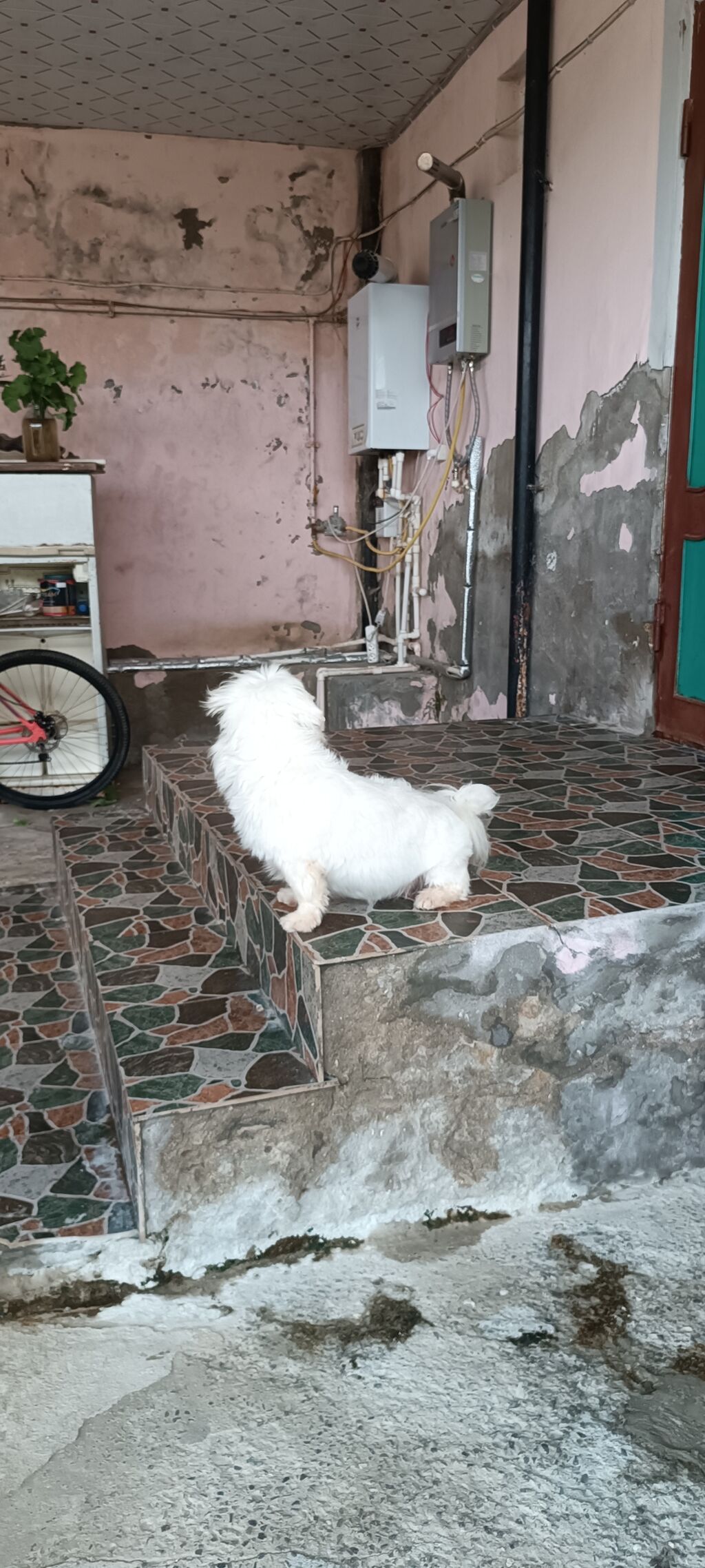 Bolonka — Köpəklər, Bakı (5)