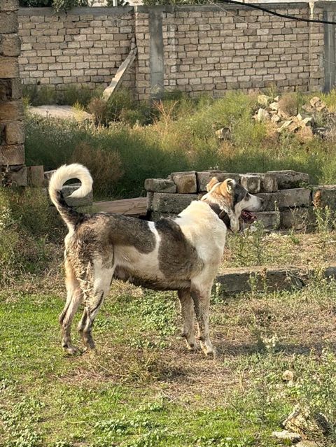 Qurdbasar, 3 il, Erkək, Peyvəndli, Rayonlara çatdırılma — 350 ₼ · Mehdiabad · Köpəklər Qurdbasar, 3 il, Erkək, Peyvəndli, Rayonlara çatdırılma — Mehdiabad
