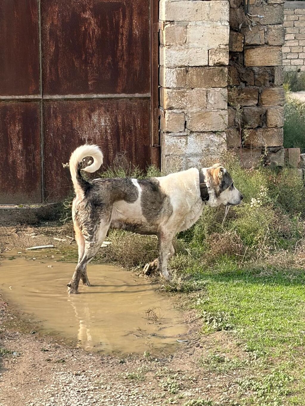 Qurdbasar, 3 il, Erkək, Peyvəndli, Rayonlara çatdırılma — Köpəklər, Mehdiabad (2)