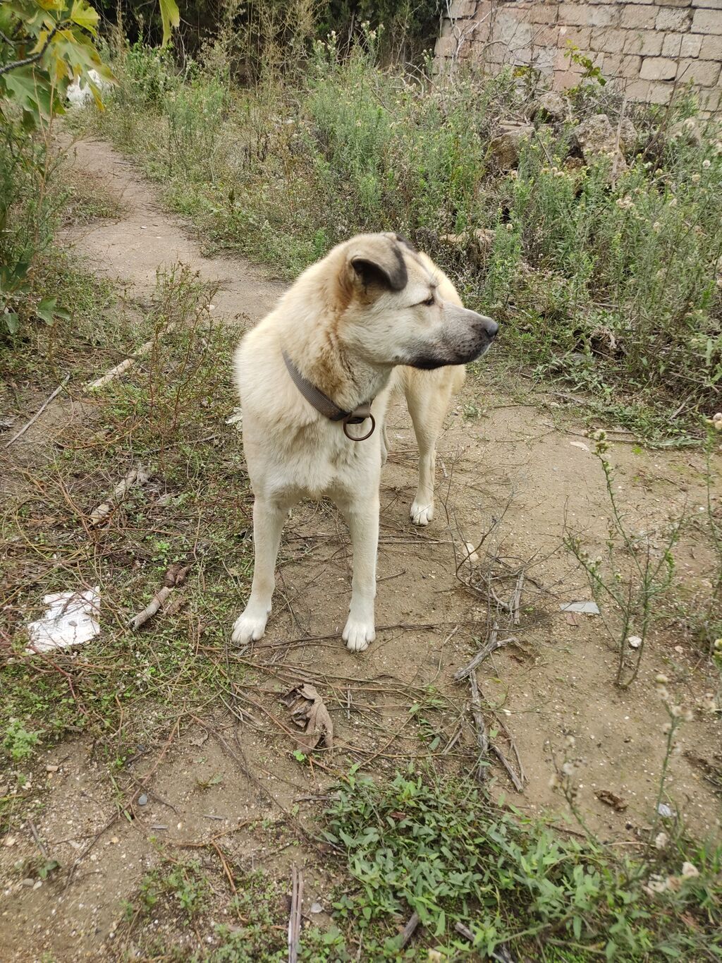 Alabay, 5 ay, Dişi — Köpəklər, Digah (8)