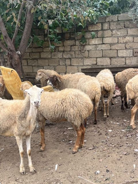 11 dene boqaz qoyun saqlamdilar yemeylerine soz ola bilmez kom satlir — 1 700 ₼ · Novxanı · Digər heyvanlar 11 dene boqaz qoyun saqlamdilar yemeylerine soz ola bilmez kom satlir — Novxanı