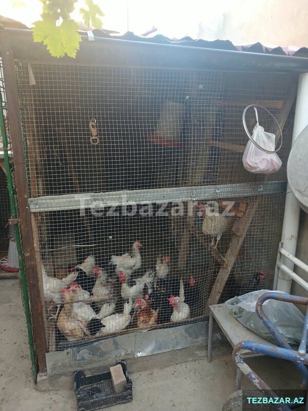 Xətai rayonu Polad Həşimov küçəsi — Ev, villa, Bakı (4)