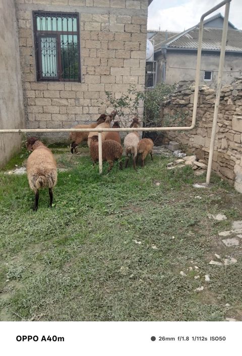 Salam 6 baş damazlıq təmiz cins heyvanlardı. 2 qoyundan biri qocadı — 2 000 ₼ · Digah · Kənd təsərrüfatı heyvanları Salam 6 baş damazlıq təmiz cins heyvanlardı. 2 qoyundan biri qocadı — Digah