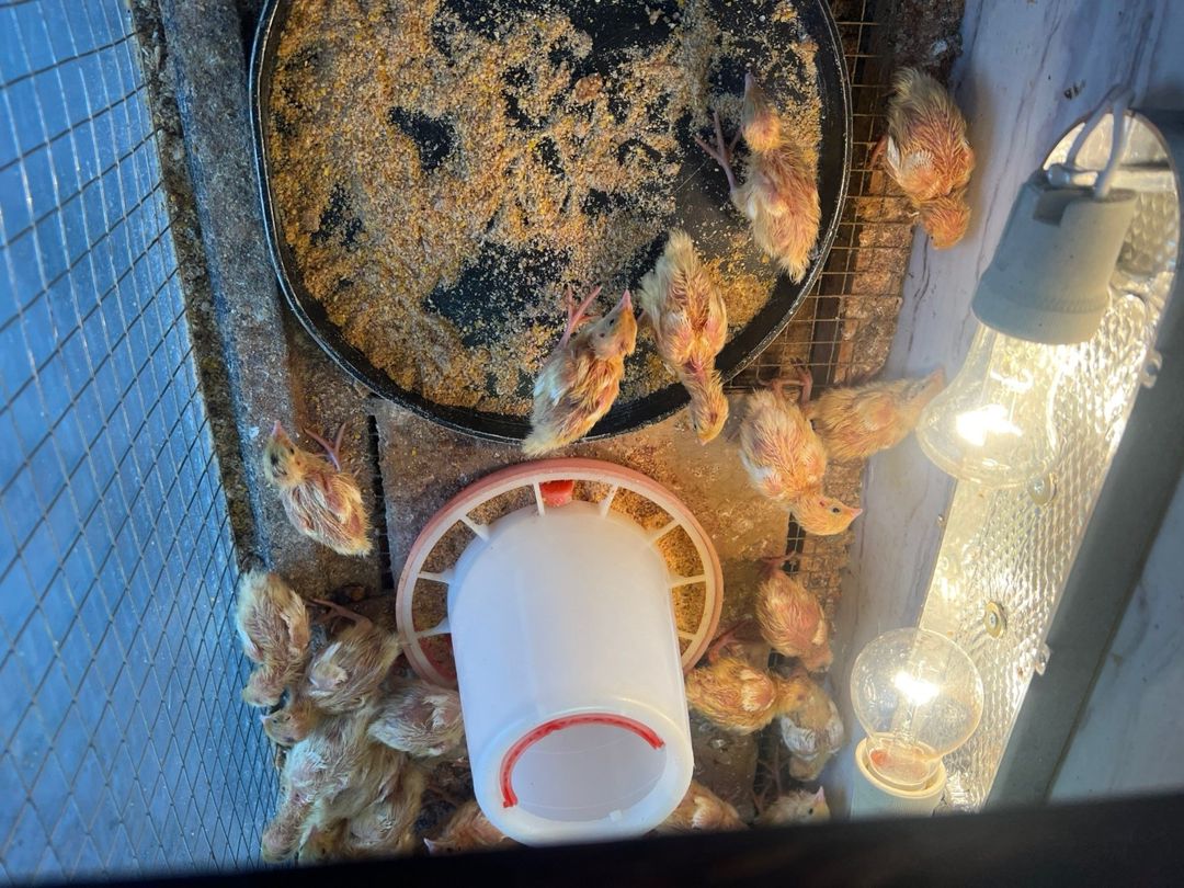 Bildirçin yumurtası — Quşlar, Bakı (3)