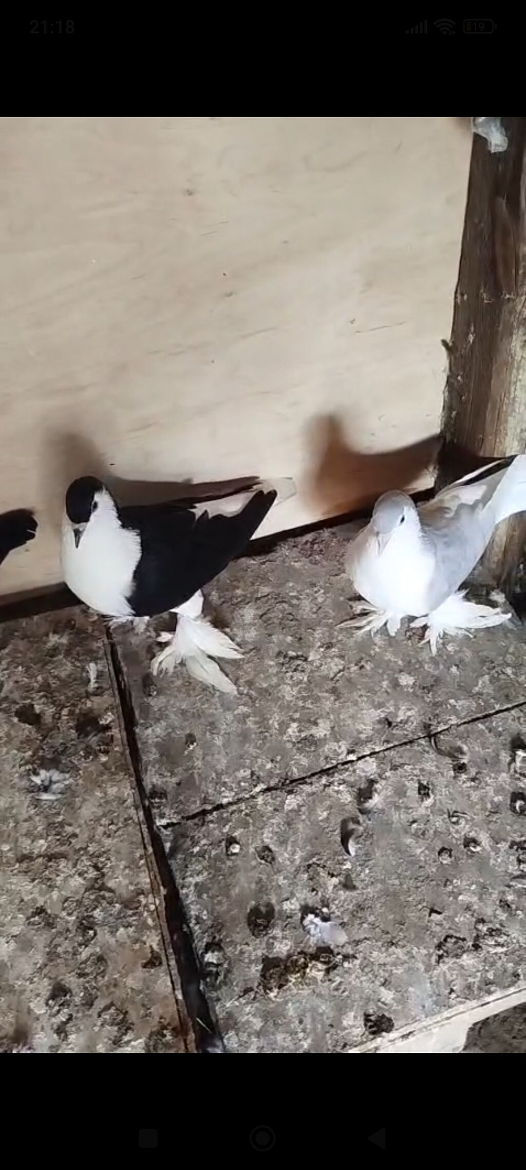 Cüt bəzəkli göyərçinlər - Növ: bəzəkli/ayaqları lələkli göyərçinlər — Göyərçin, Bakı (2)