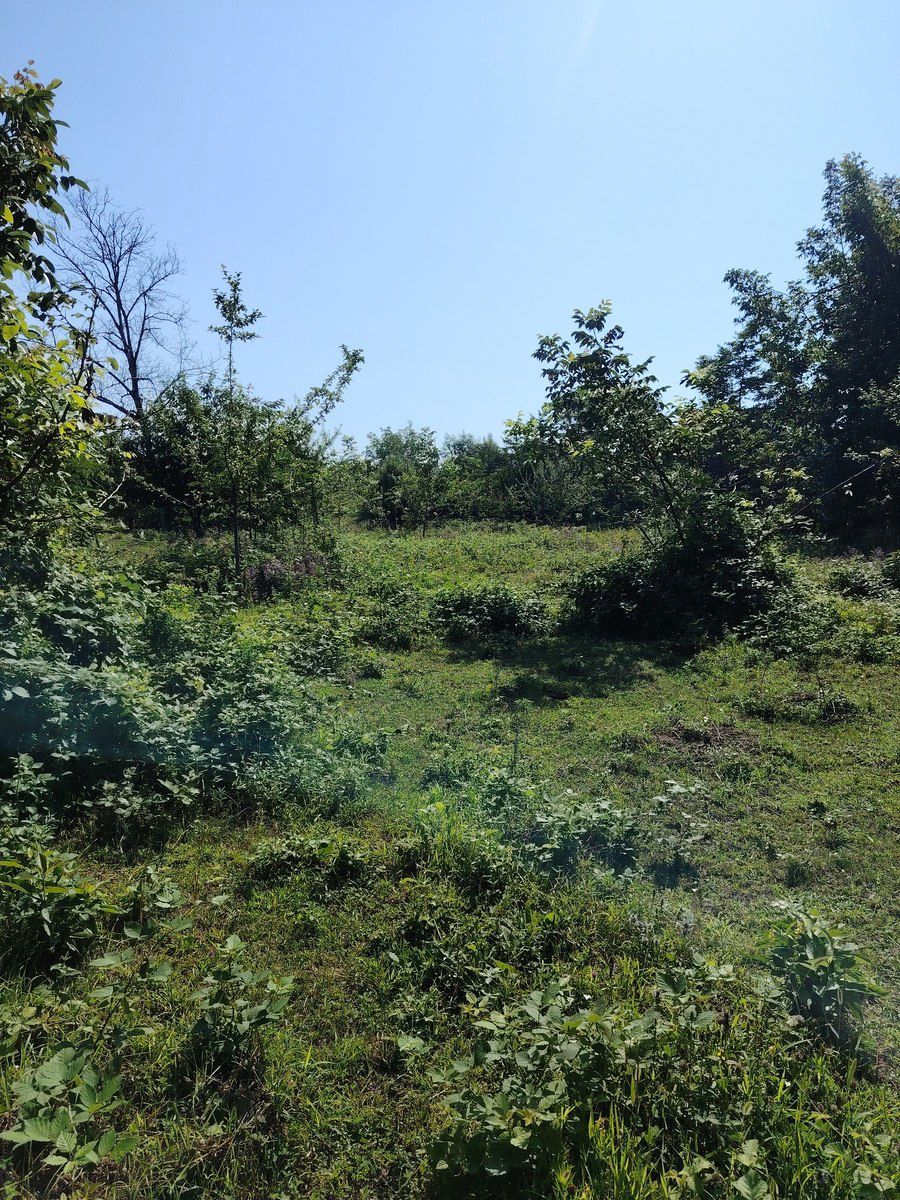 Satılır torpaq 20 sot — Torpaq, Qəbələ (4)