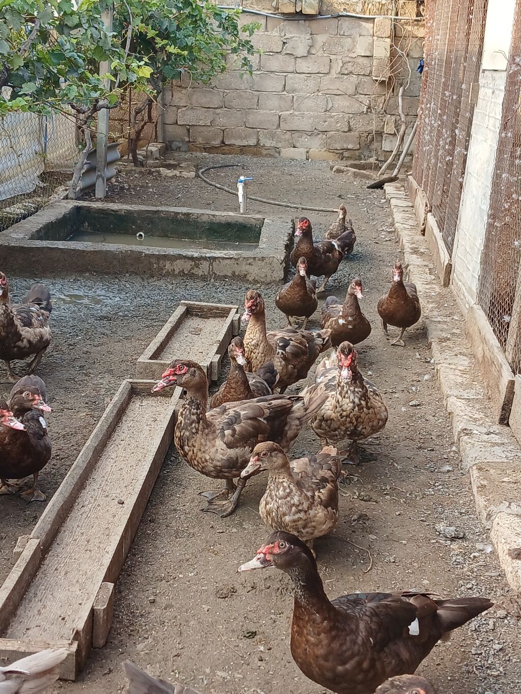 Krasnadar Lal ördəklər satilir təmiz sortdur qiymət öldürməyə calisma — Digərləri, Digah (8)
