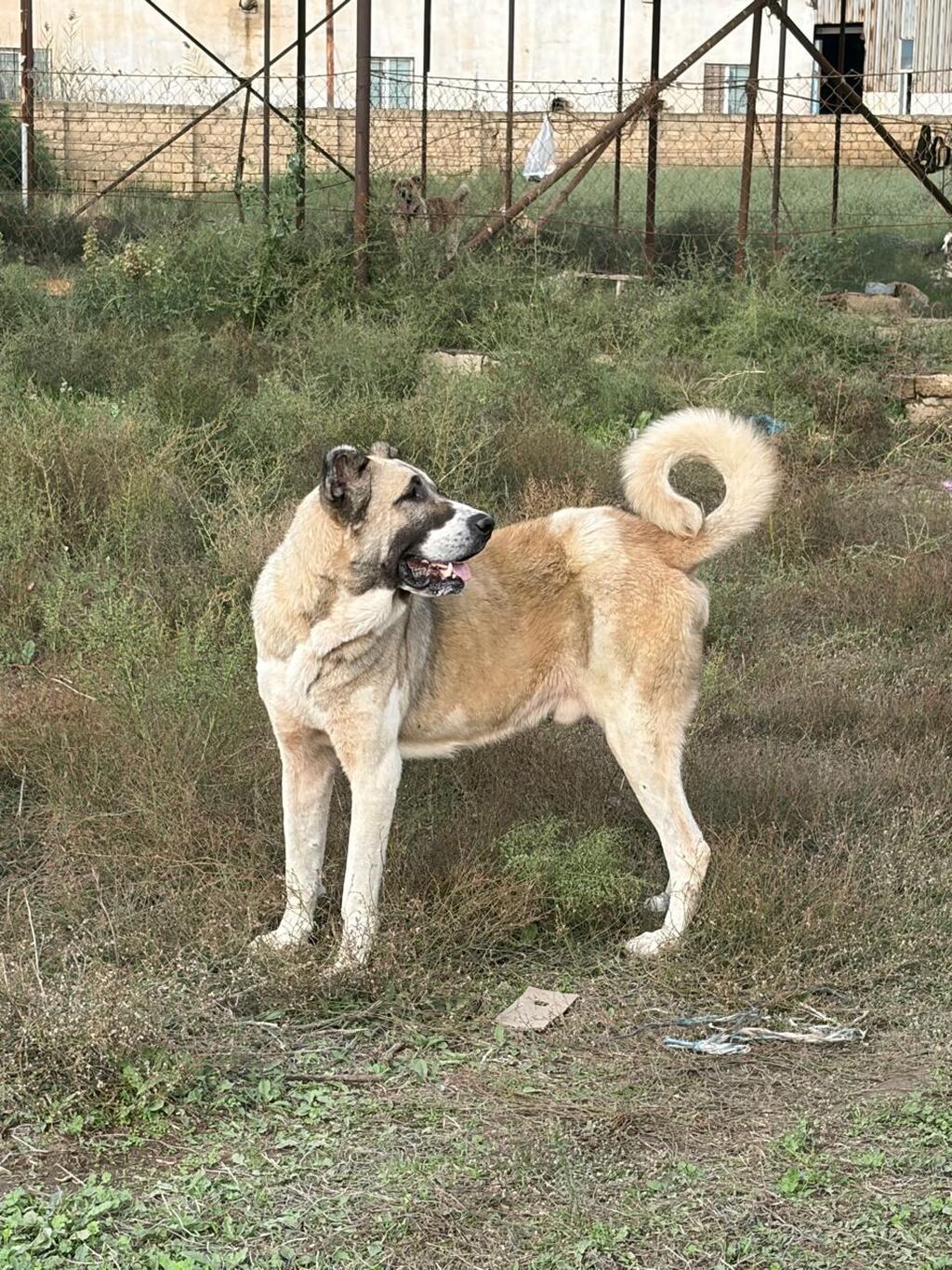 Qurdbasar, 3 il, Erkək, Peyvəndli, Rayonlara çatdırılma — Köpəklər, Mehdiabad