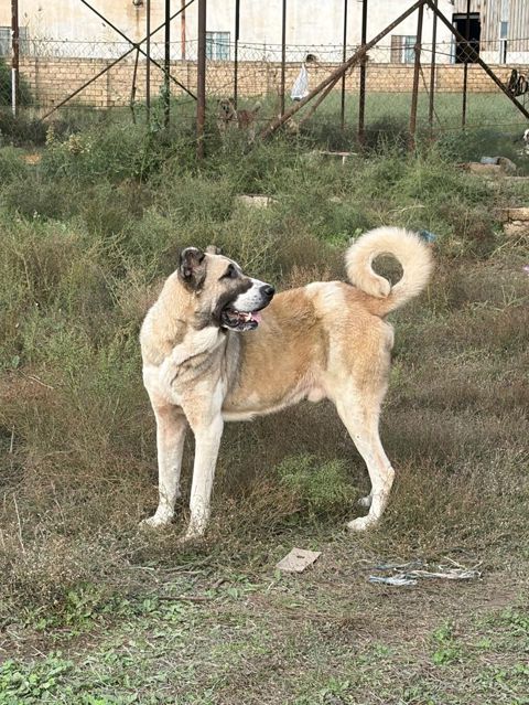 Qurdbasar, 3 il, Erkək, Peyvəndli, Rayonlara çatdırılma — 250 ₼ · Mehdiabad · Köpəklər Qurdbasar, 3 il, Erkək, Peyvəndli, Rayonlara çatdırılma — Mehdiabad
