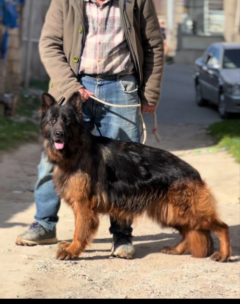 Alman ovçarkası — Köpəklər, Bakı (4)