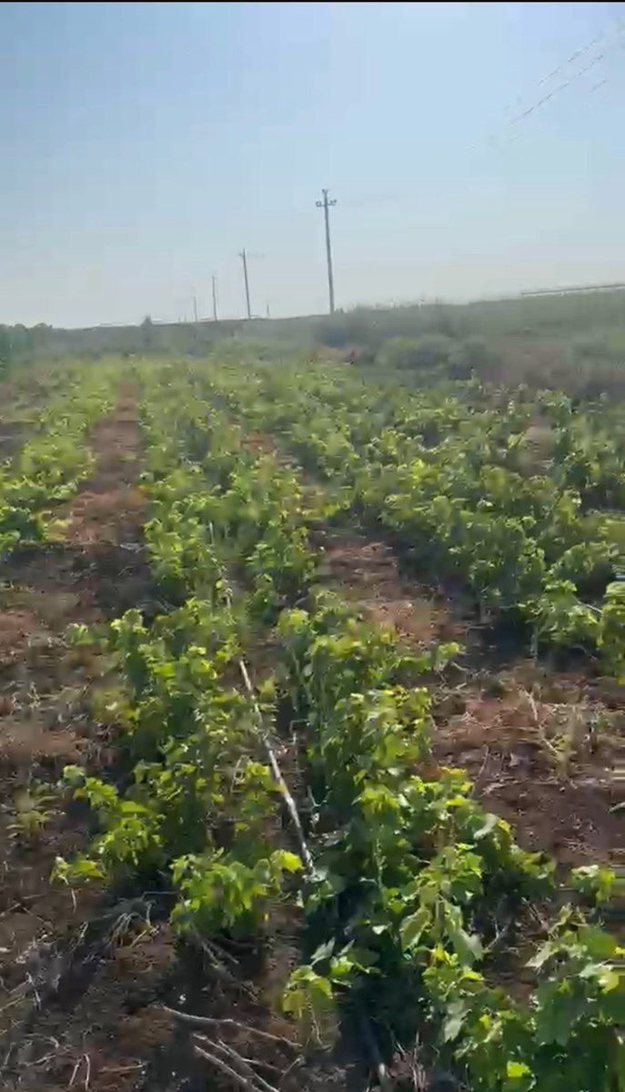 Üzüm tingi — Bitkilər, Cəlilabad (2)