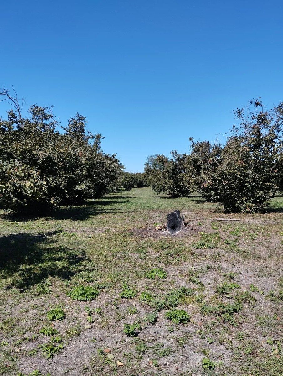 Satılır torpaq 70 sot — Torpaq, Qəbələ (4)