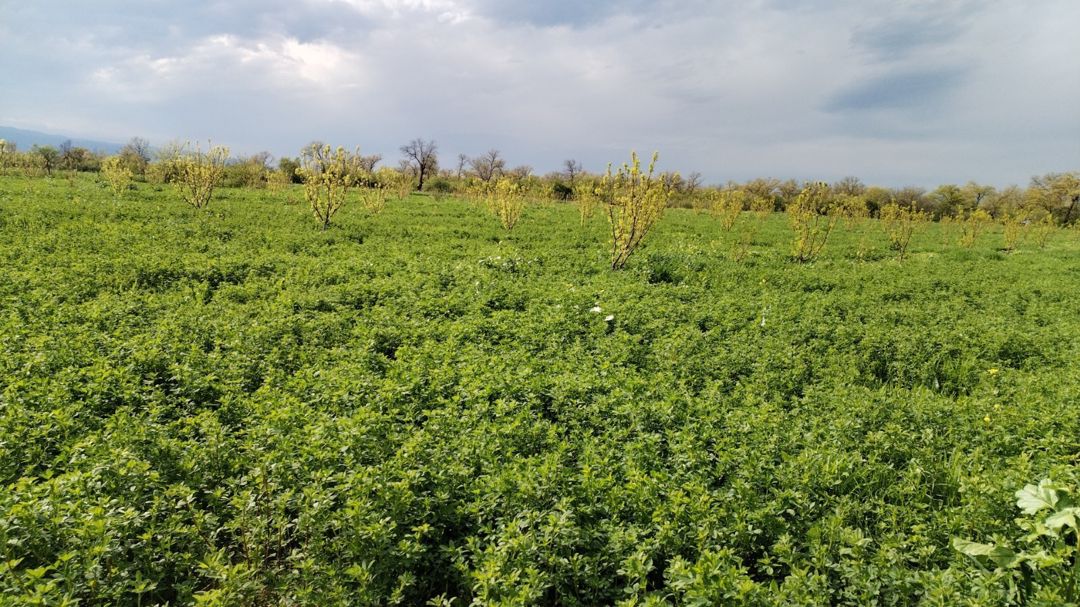 2.67 sot torpaq sahəsi, Qax r — Torpaq, Qax (3)