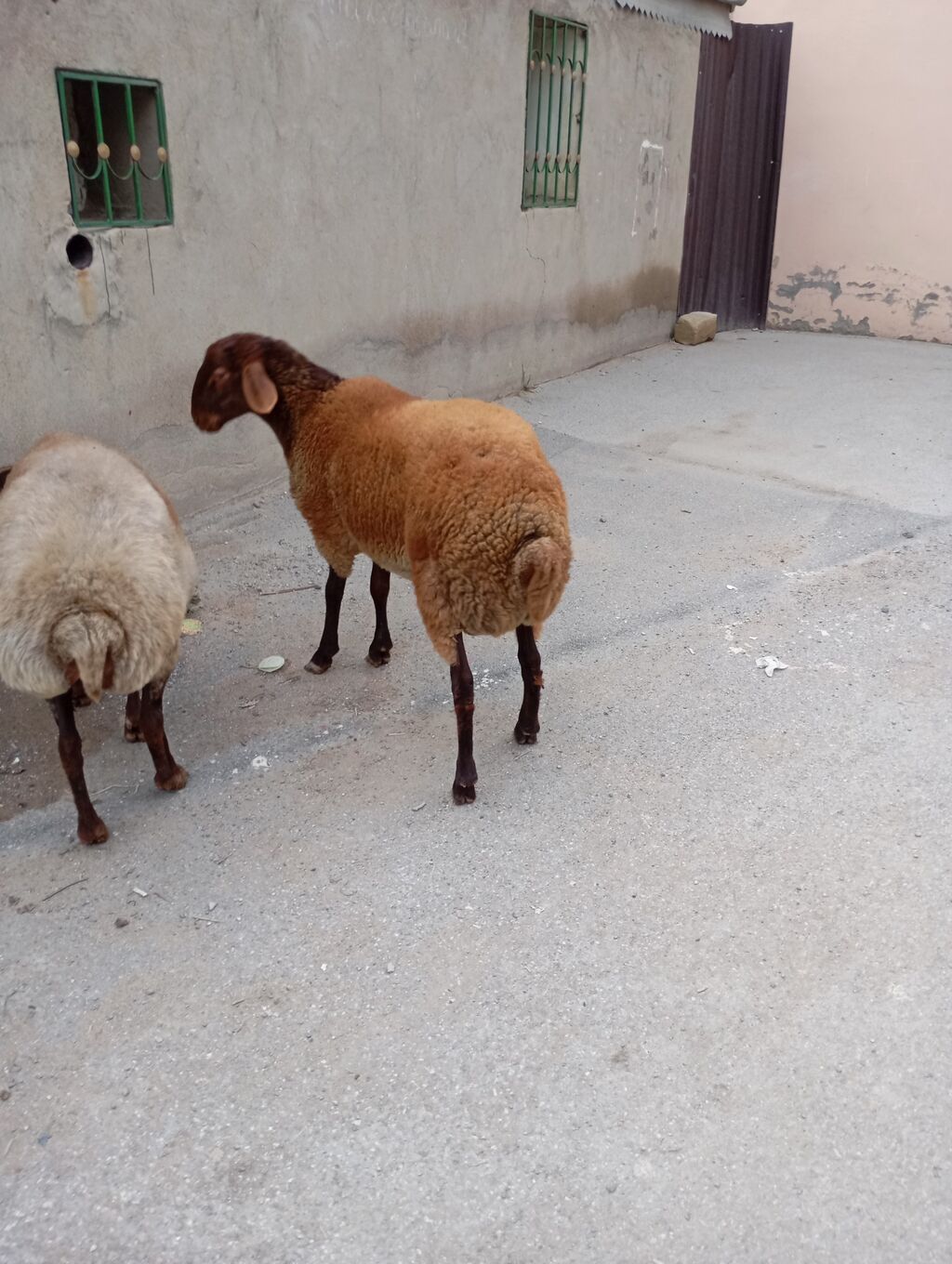 7 ayliq erkey quzudu ünvan Xırdalan — Kənd təsərrüfatı heyvanları, Xırdalan