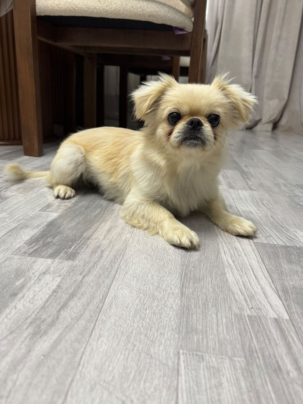 Pekines, Peyvəndli — Köpəklər, Bakı (5)