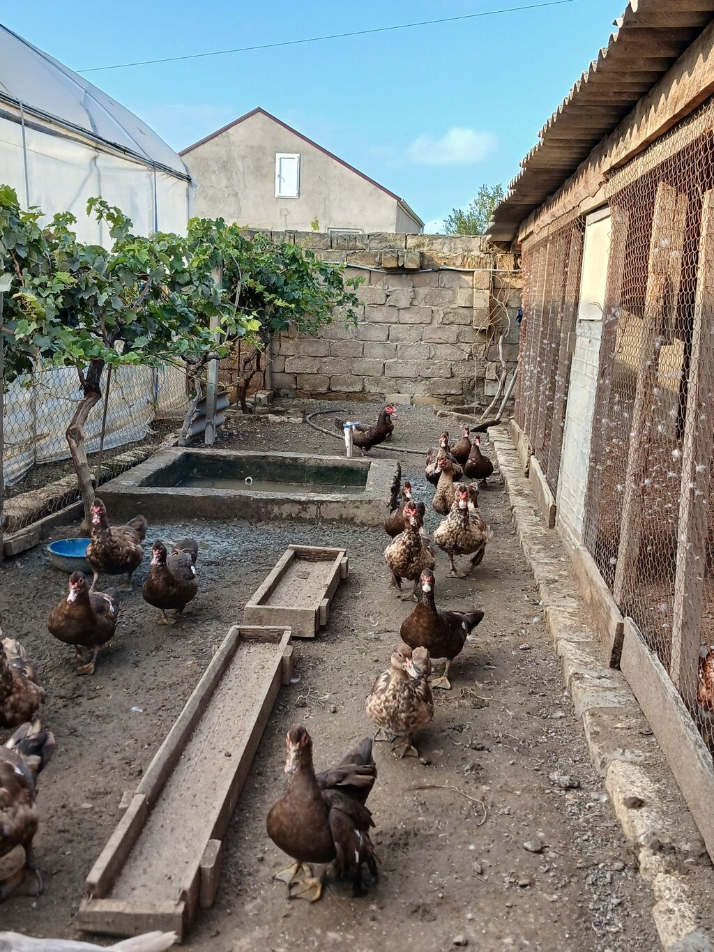 Krasnadar Lal ördəklər satilir təmiz sortdur qiymət öldürməyə calisma — Digərləri, Digah (9)