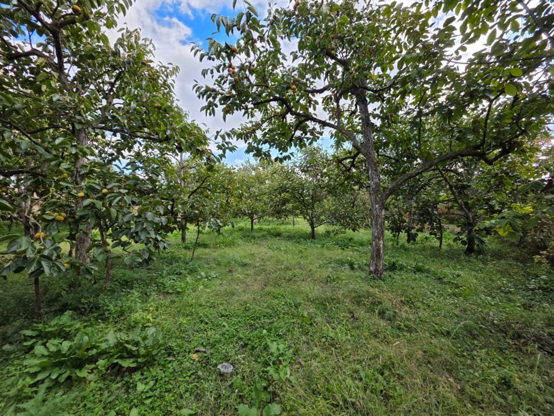 Satılır torpaq 40 sot — Torpaq, Göyçay (4)