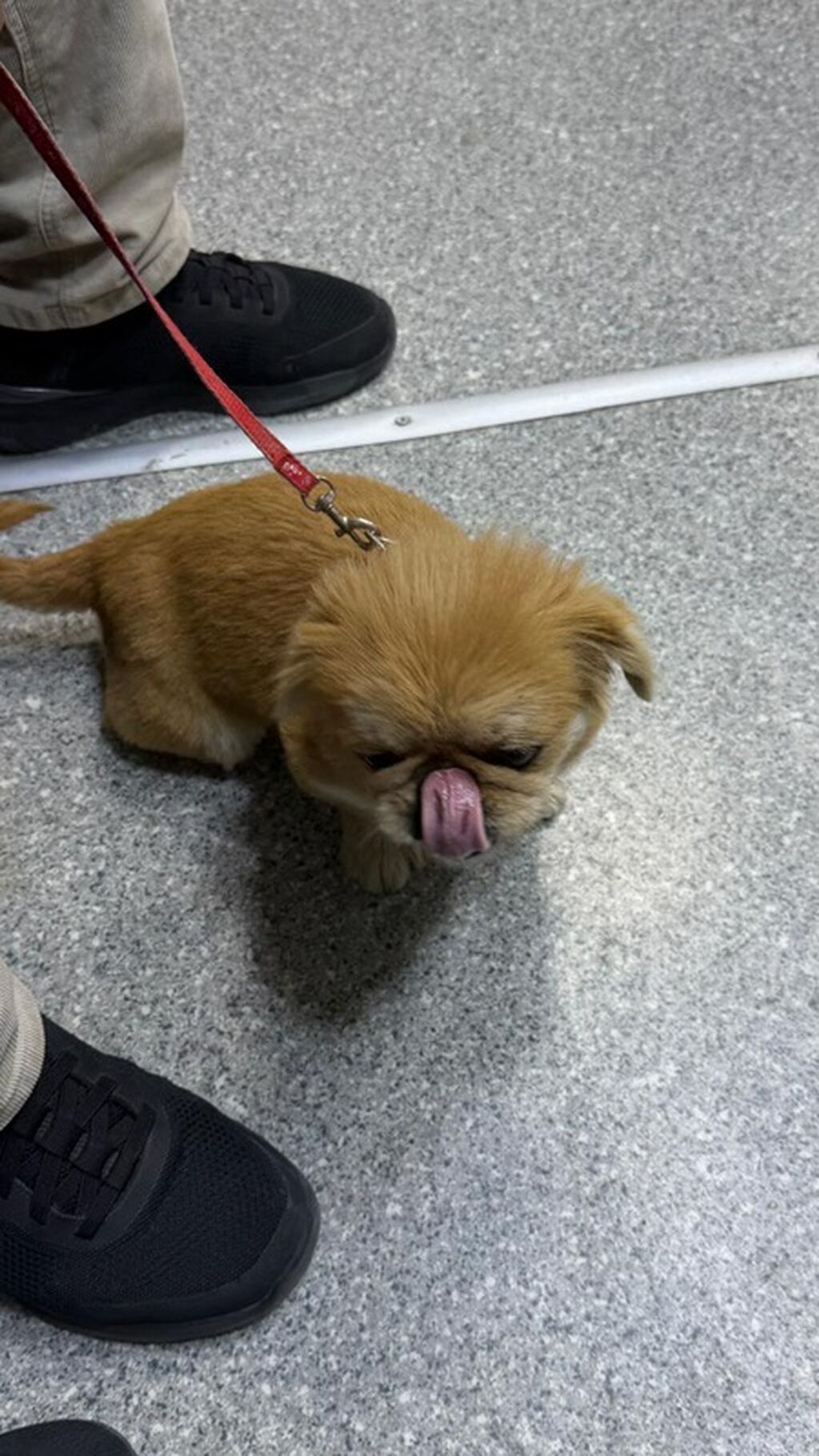 Pekines — Köpəklər, Masazır (3)