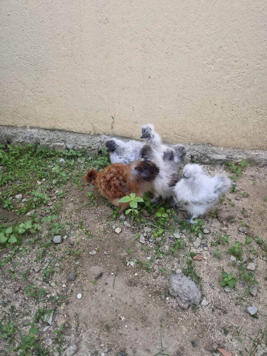 Ponpon cücələr — Quşlar, Bakı (3)