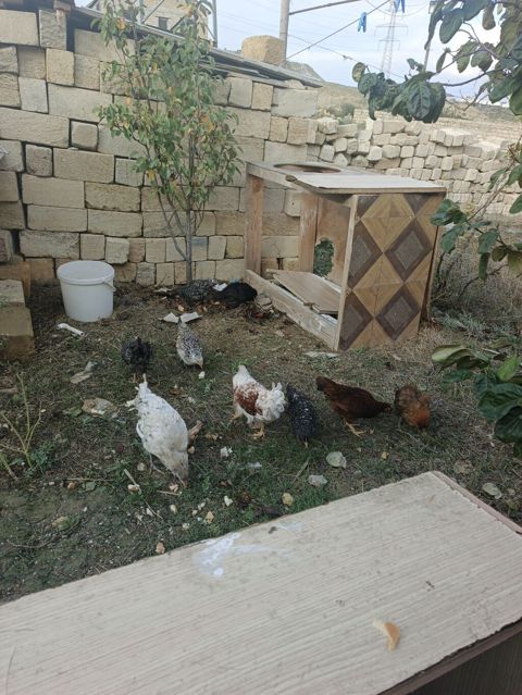 Toyuq, Damazlıq, Pulsuz çatdırılma — 20 ₼ · Xırdalan · Toyuq və xoruz Toyuq, Damazlıq, Pulsuz çatdırılma — Xırdalan