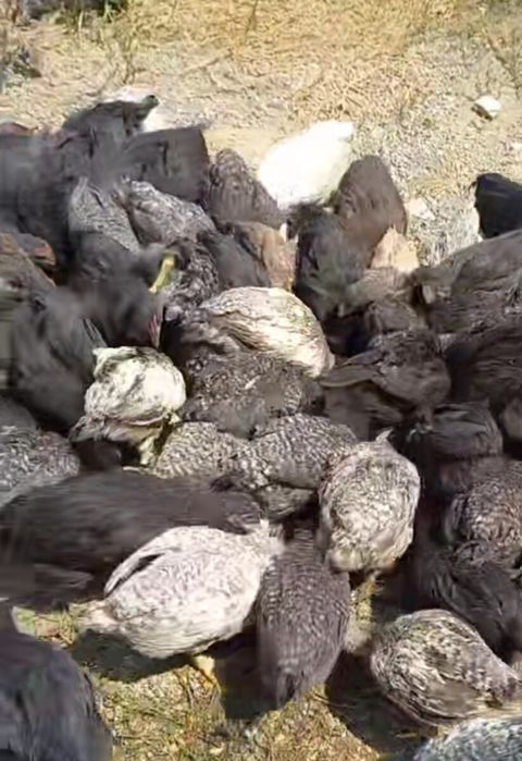 Toyuqlar — Bakı