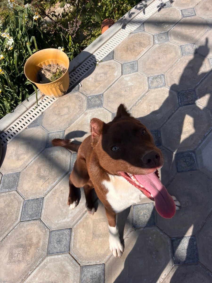 Pitbul — Köpəklər, Bakı (3)