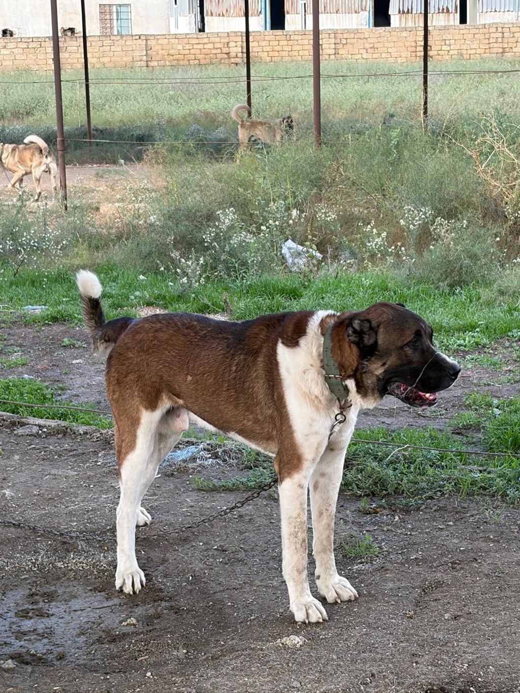 Qurdbasar, 2 il, Erkək, Peyvəndli, Rayonlara çatdırılma — Köpəklər, Mehdiabad (2)