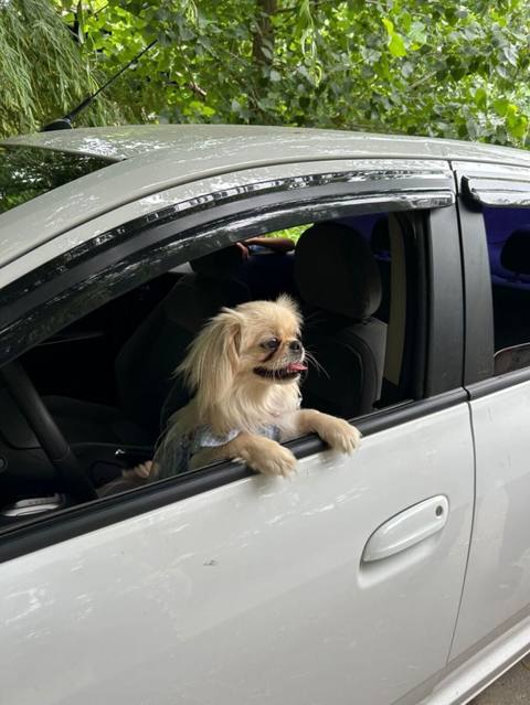 Pekines, 1 il, Dişi, Peyvəndli, Pulsuz çatdırılma — 350 ₼ · Bakı, Nərimanov · Köpəklər Pekines, 1 il, Dişi, Peyvəndli, Pulsuz çatdırılma — Bakı