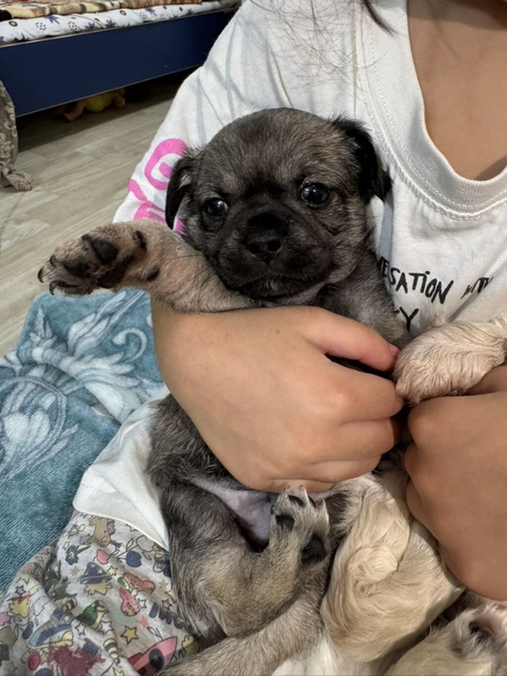 Çixuahua — Köpəklər, Masallı (5)