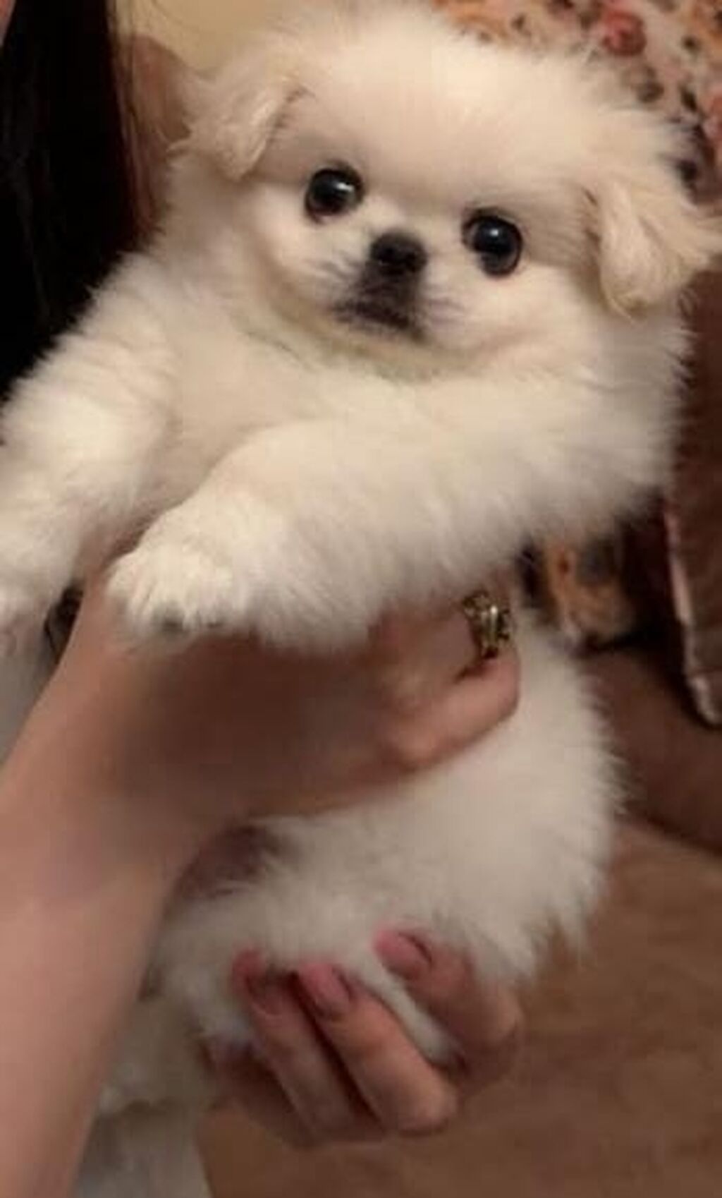 Pekines, 2 ay, Dişi — Köpəklər, Bakı (2)