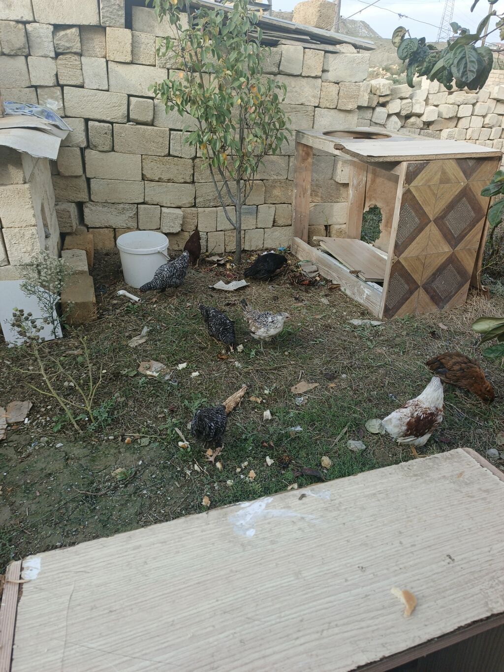 Toyuq, Damazlıq, Pulsuz çatdırılma — Toyuq və xoruz, Xırdalan (7)