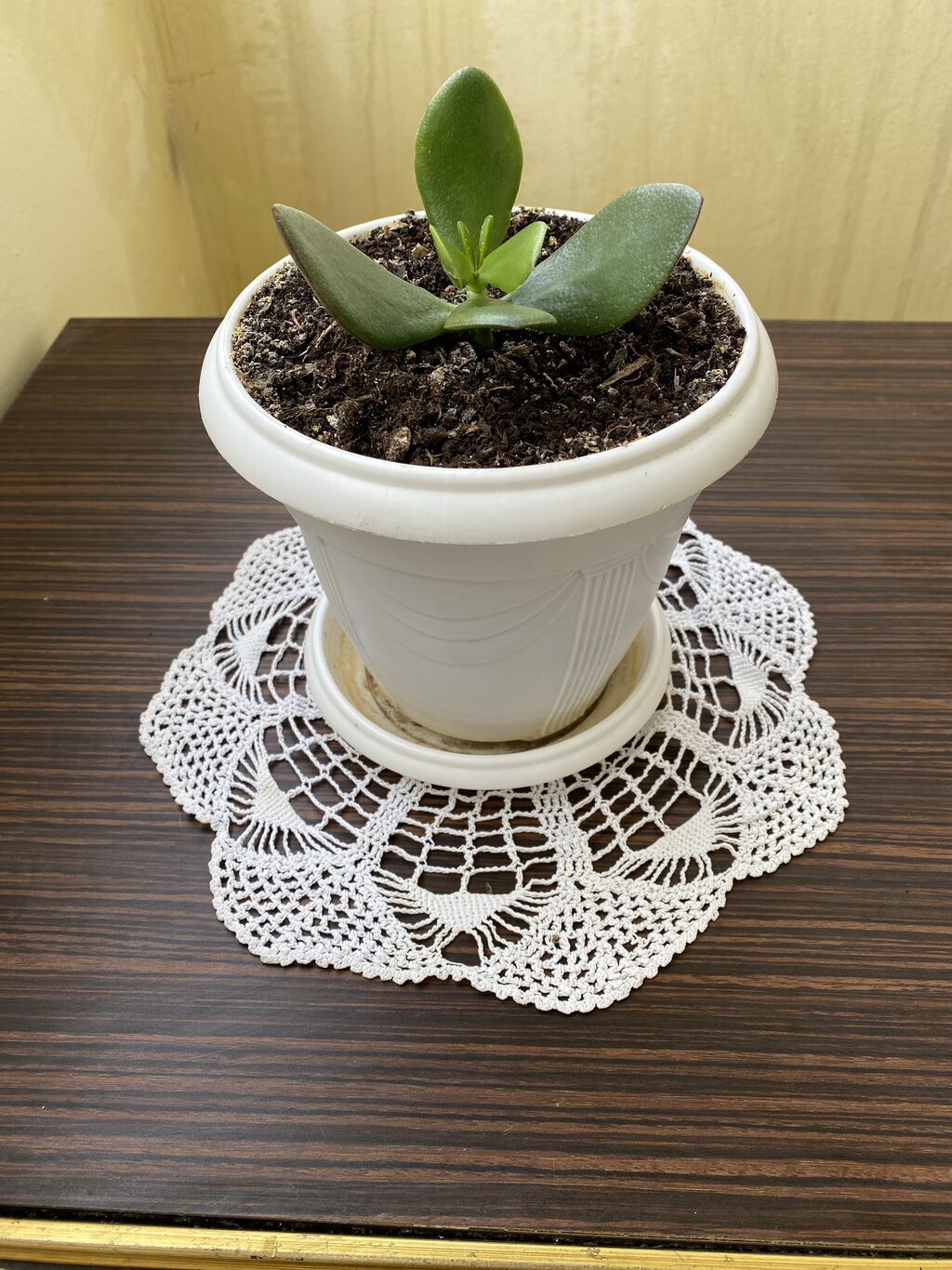 Növ 1: Sukulent (Jade/Crassula tipli). Ətli, parlaq yaşıl yarpaqları — Qapı bitkələri, Digah (2)